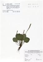 藏品(車前草)的圖片